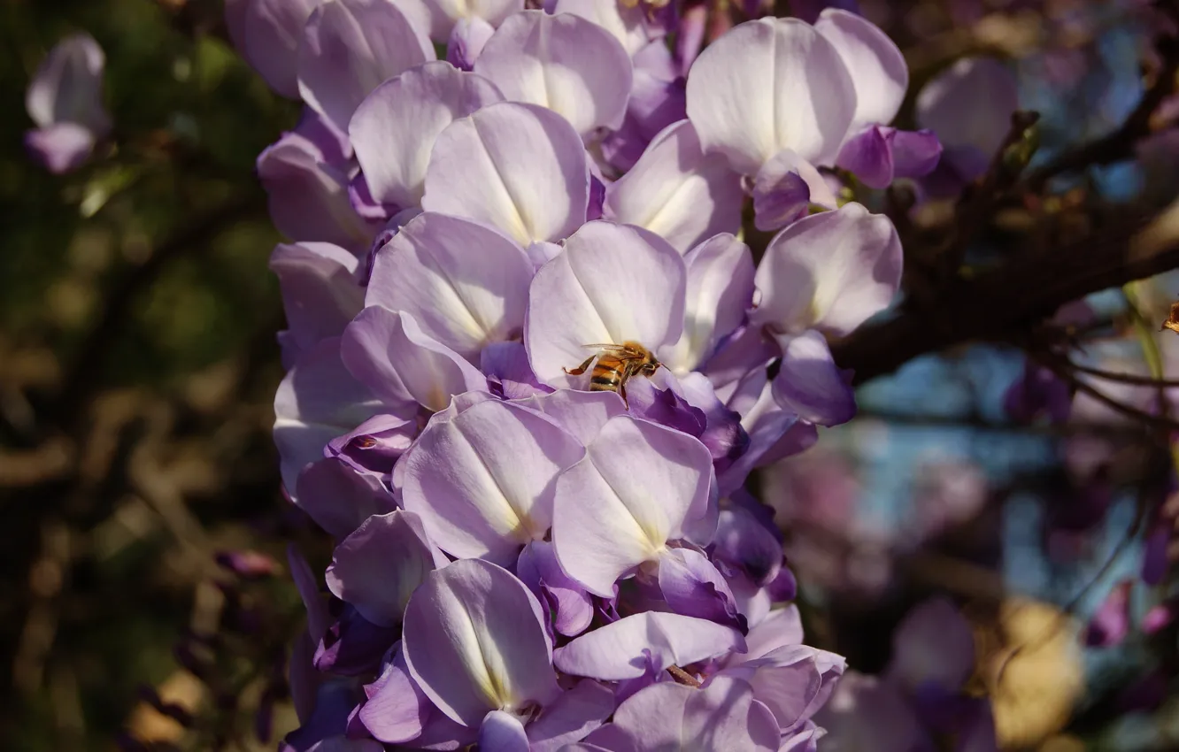 Фото обои цветы, ветки, пчела, насекомое, цветение, соцветия, сиреневые, боке