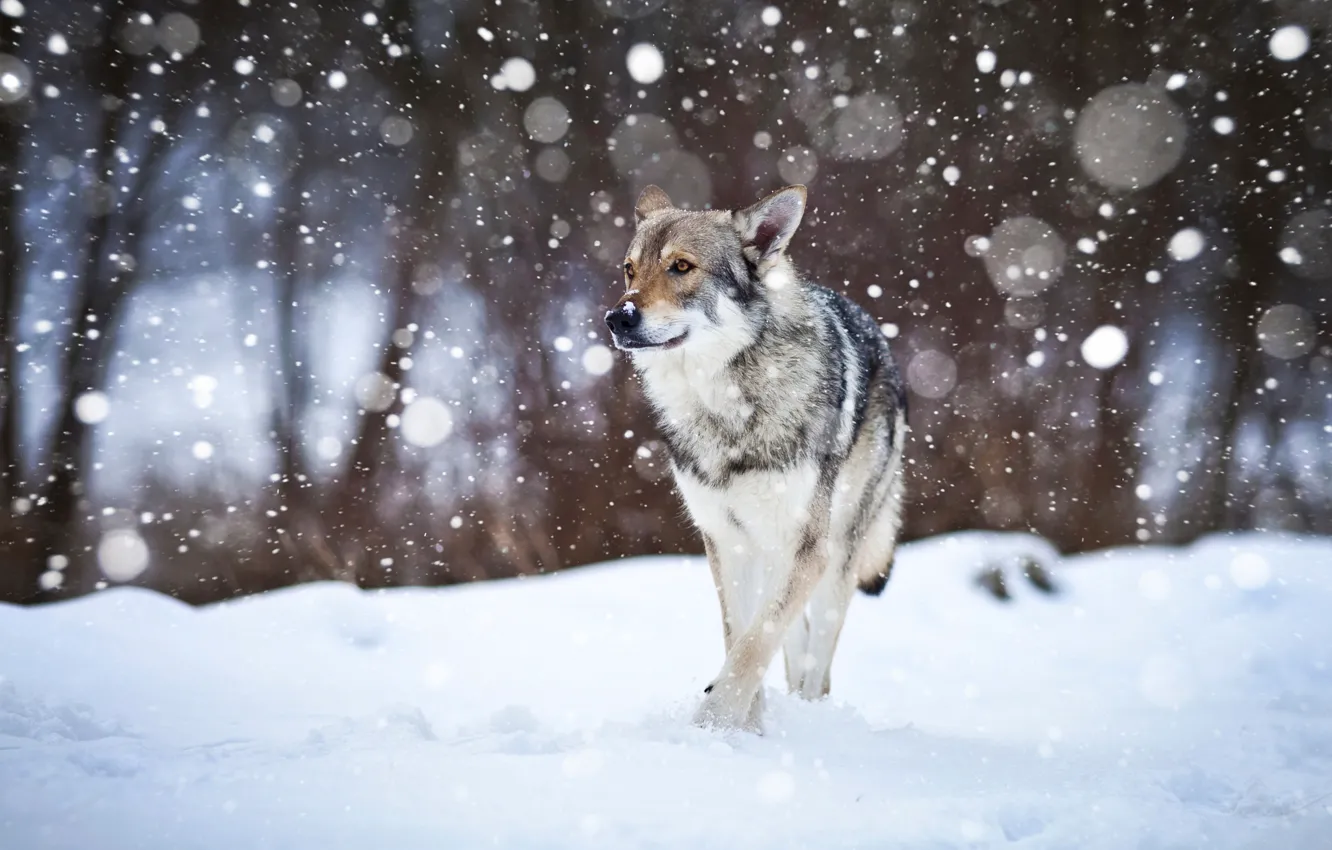 Фото обои снег, собака, Wolfdog