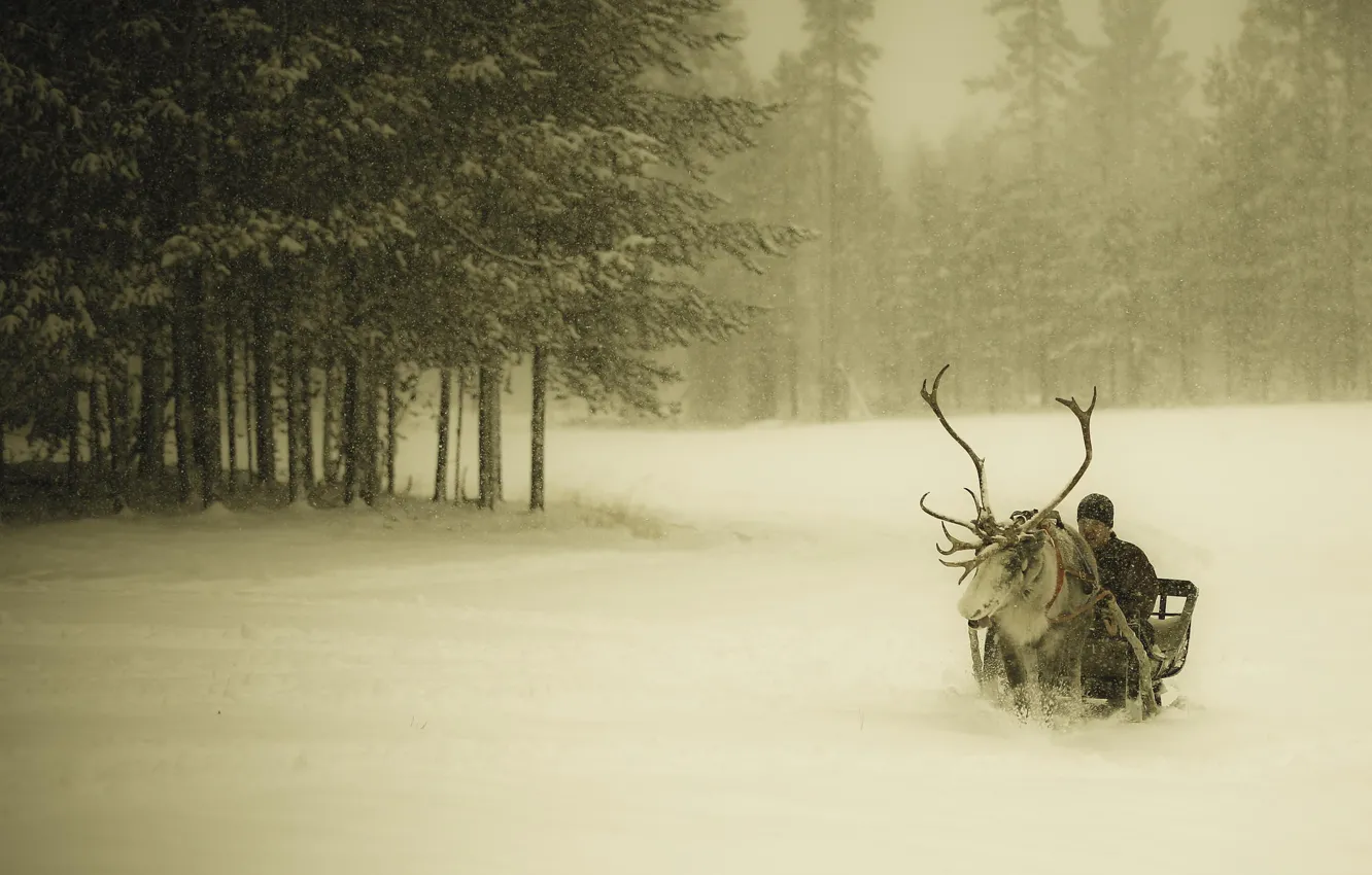 Фото обои зима, лес, снег, олень, парень, сани, снегопад, Финляндия