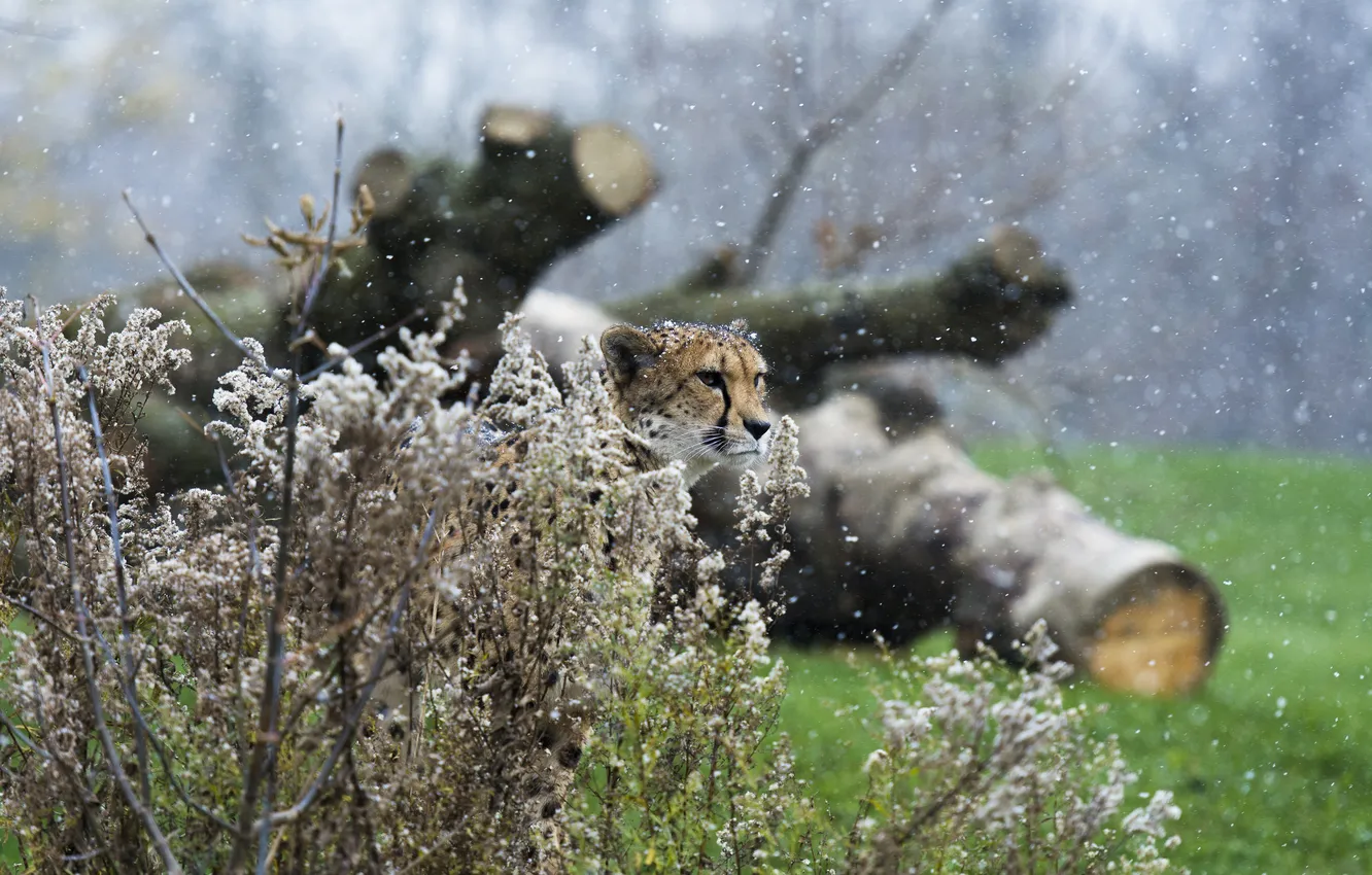 Фото обои хищник, гепард, маскировка, недовольный, дикая кошка, снегопад, кустарник