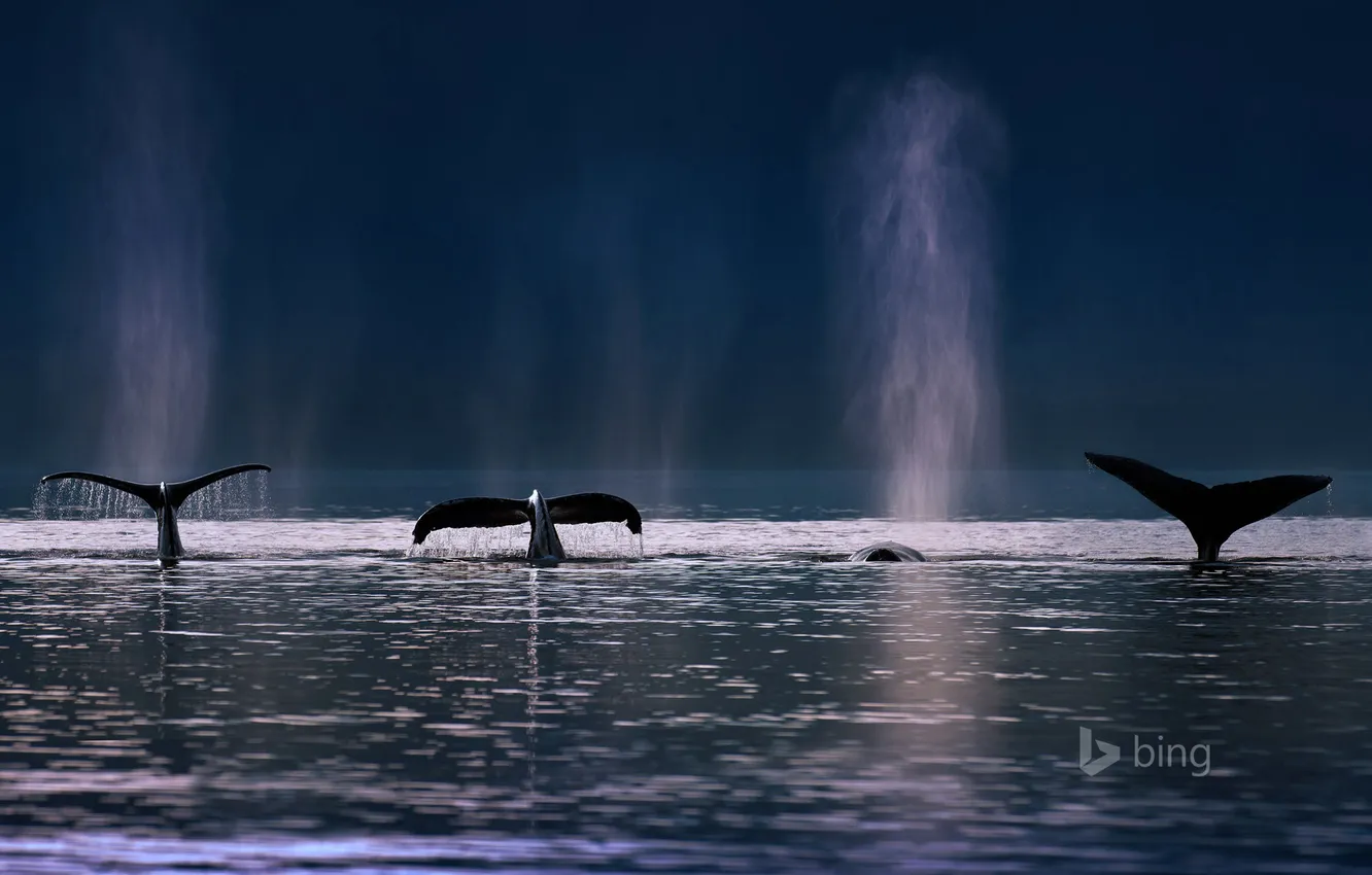 Фото обои море, брызги, океан, Аляска, США, плавник, горбатые киты, Адмиралтейские острова