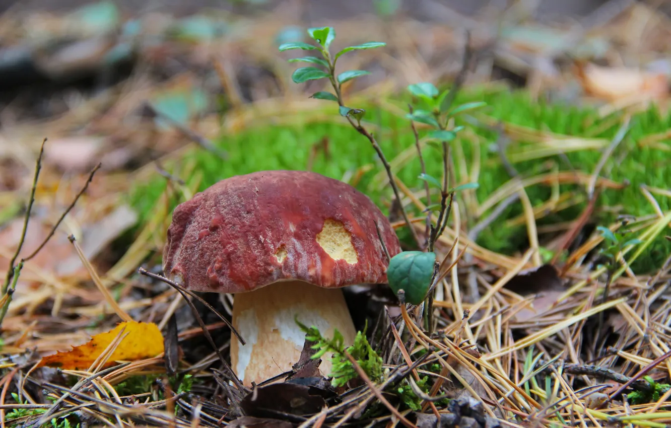 Фото обои осень, лес, природа, грибы, гриб, красота, белый гриб, тихая охота