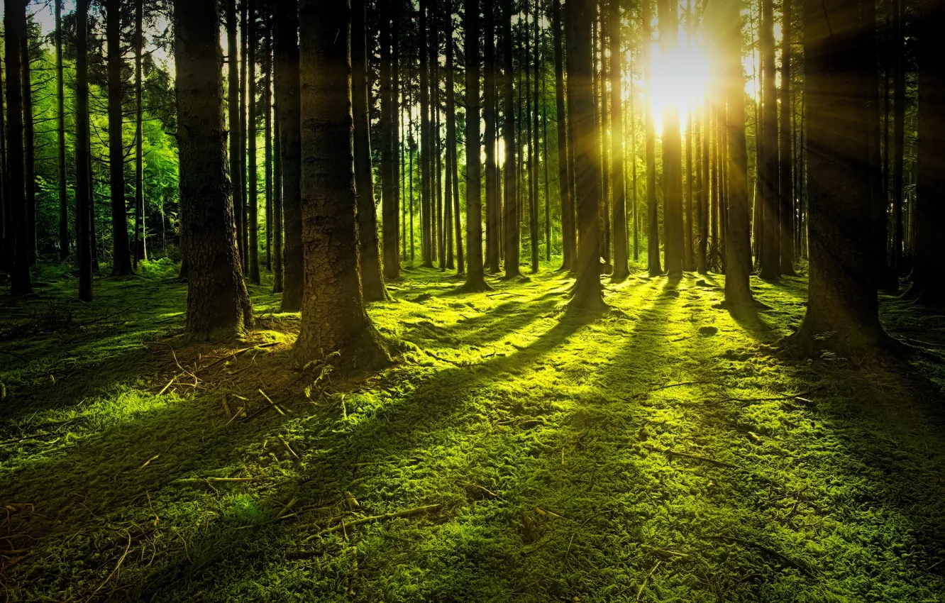 Фото обои зелень, лес, солнце, лучи, свет, деревья, ветки, природа