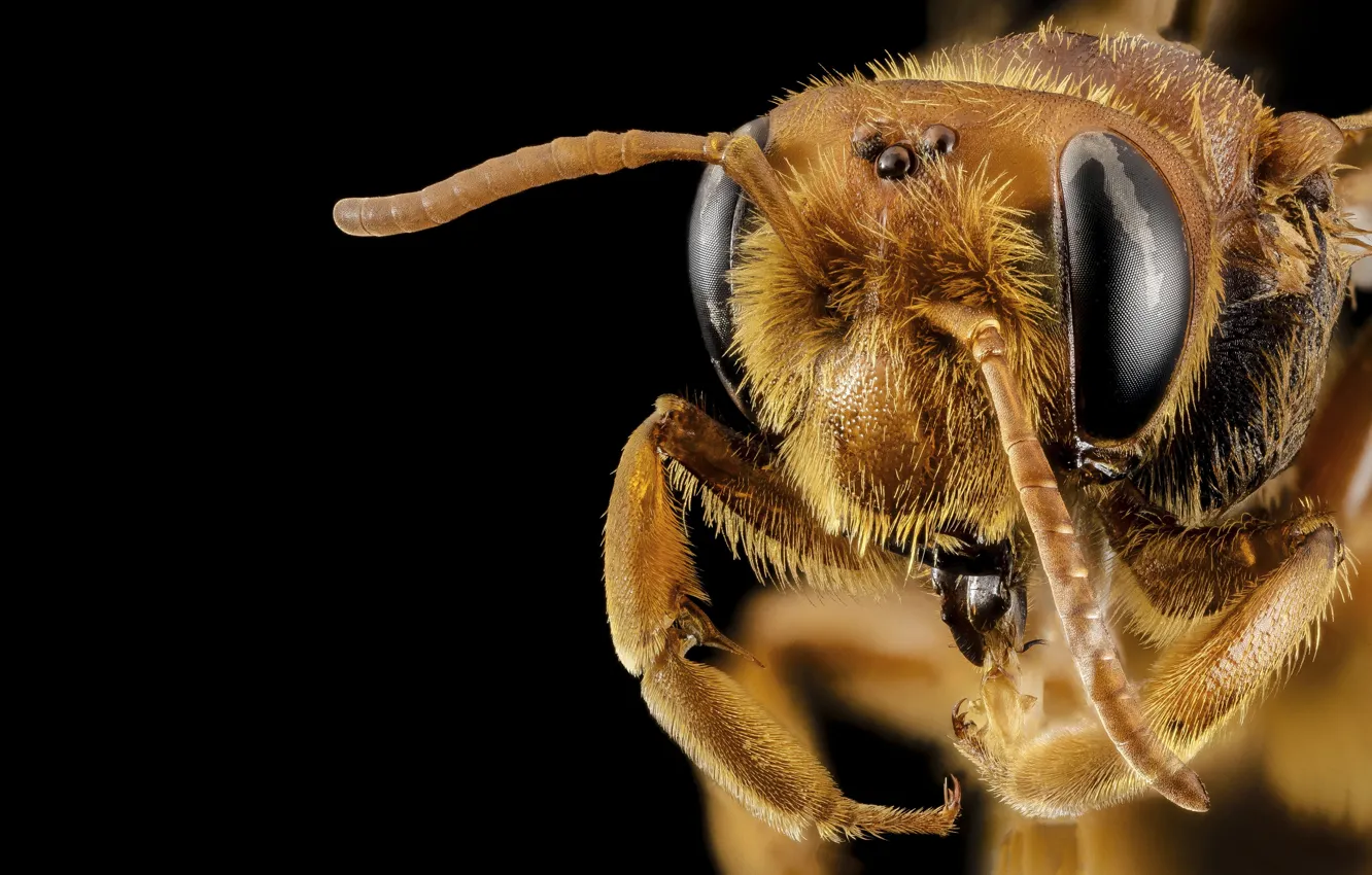 Фото обои голова, насекомое, черный фон, insect, head, bee andrena, пчела andrena