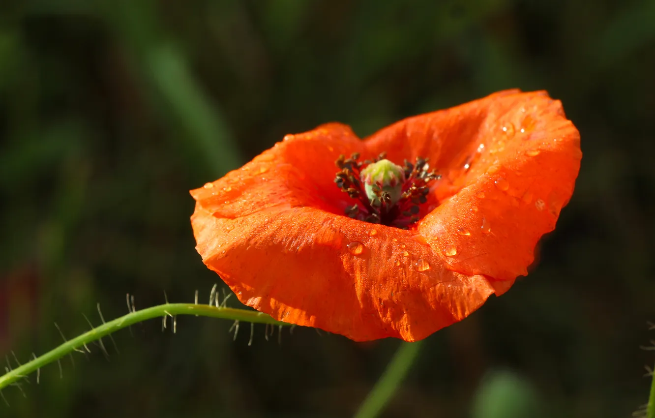Фото обои red, flower, poppy