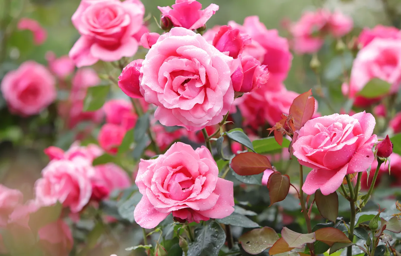 Фото обои розы, розовые, розовый куст