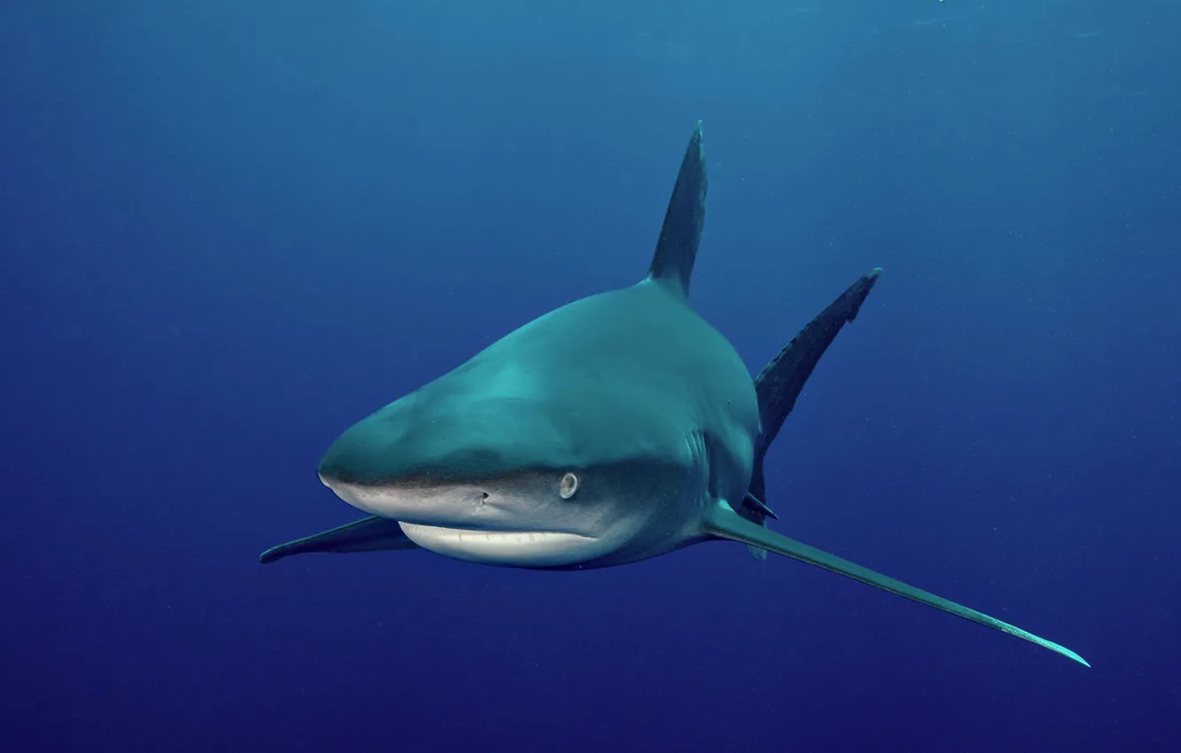 Фото обои underwater, predator, shark