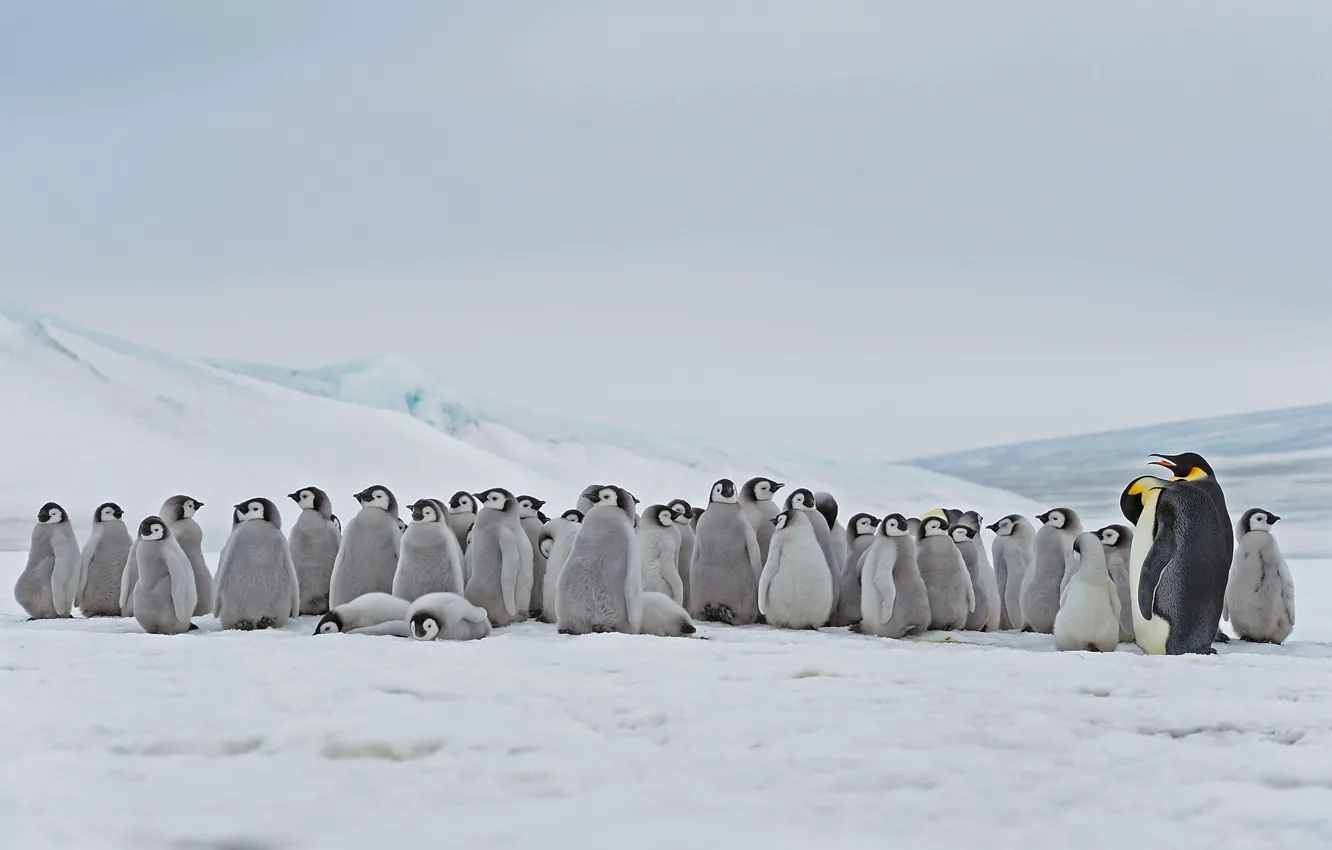 Фото обои Антарктика, птенцы, императорский пингвин, Snow Hill Island