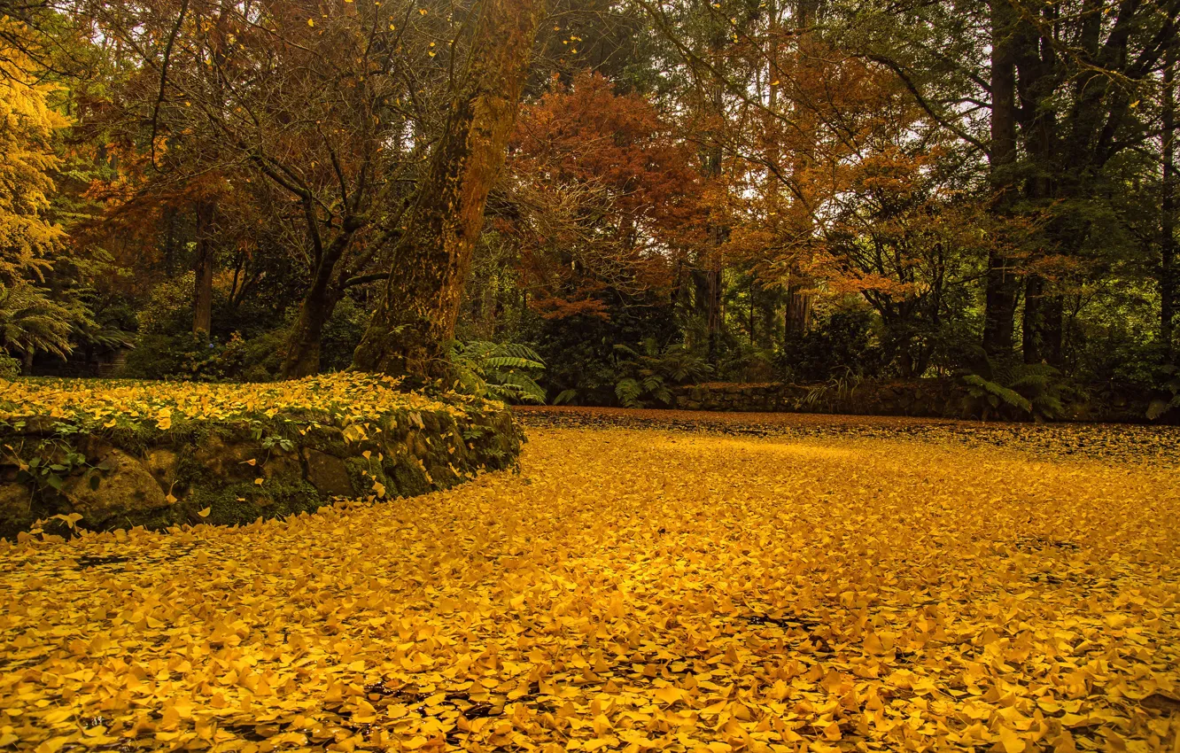 Фото обои осень, листья, деревья, пруд, парк, желтые, Австралия, Alfred Nicholas Memorial Gardens