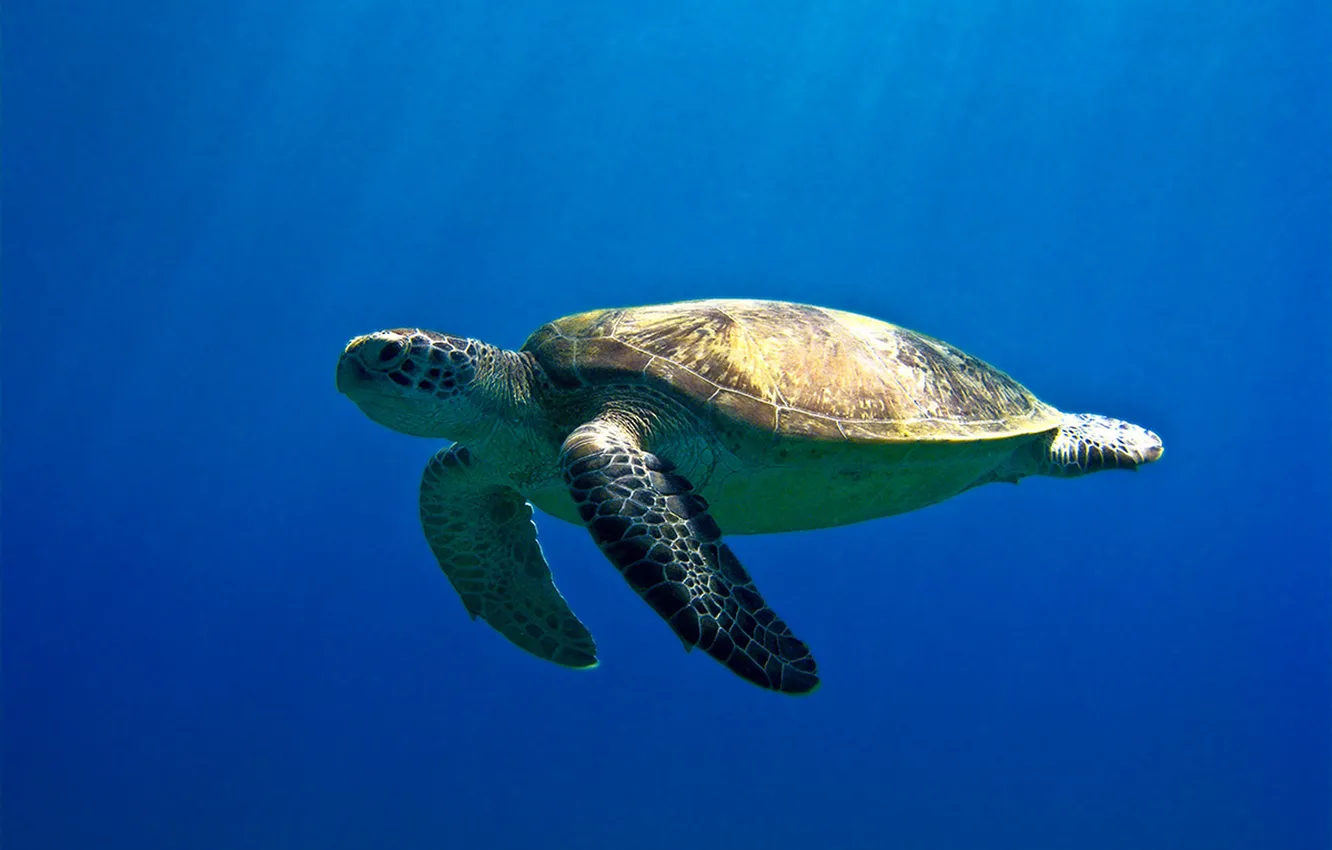 Фото обои море, черепаха, египет