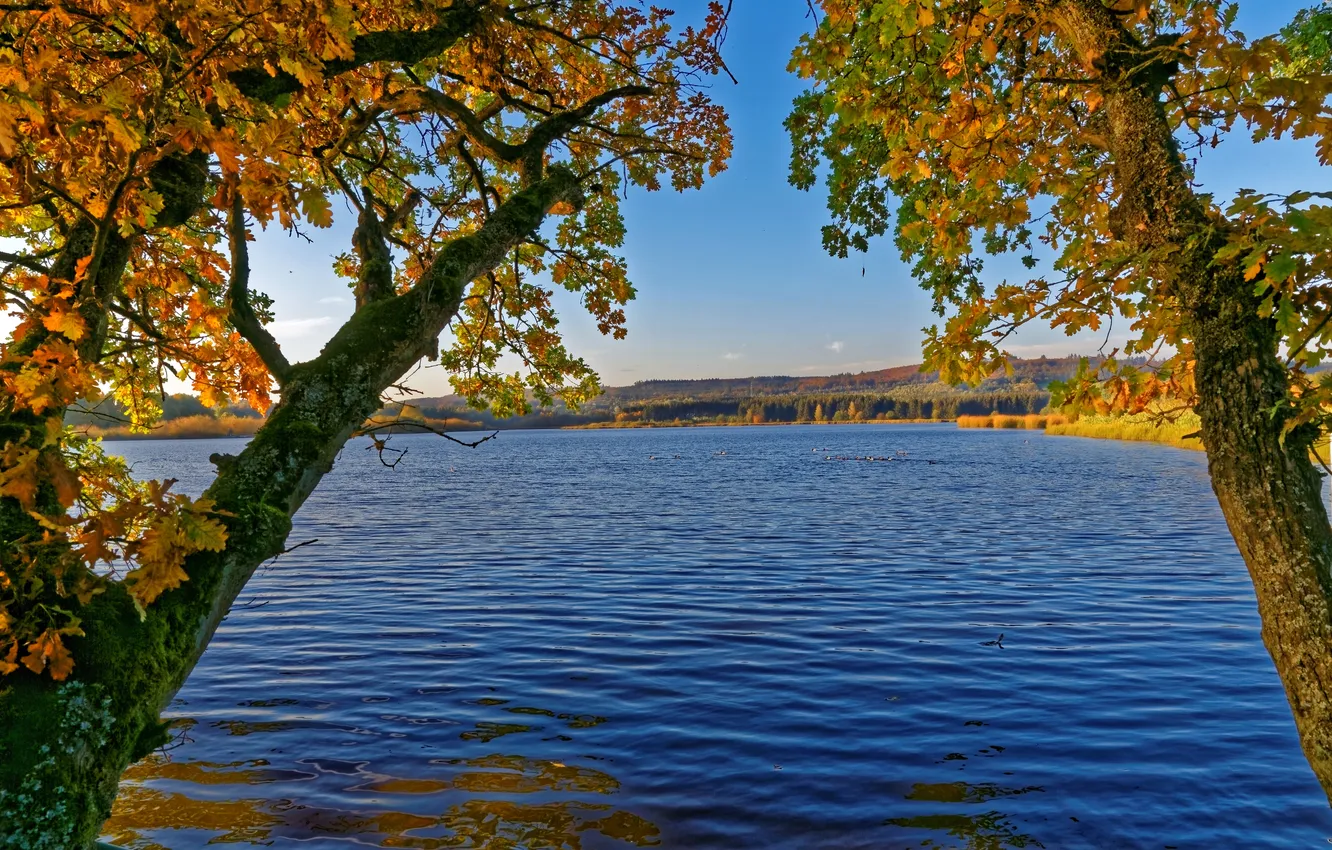 Фото обои осень, деревья, река, Германия, Ulmen