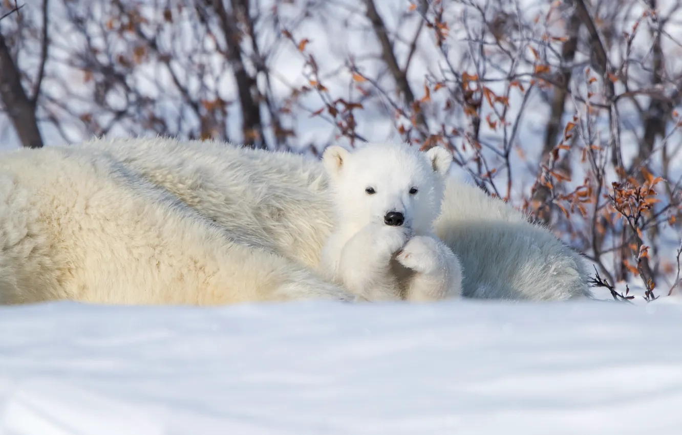 Фото обои зима, снег, Канада, медвежонок, медведица, Белые медведи, Манитоба, Полярные медведи