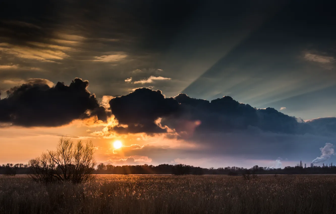 Фото обои поле, солнце, облака, деревья, закат
