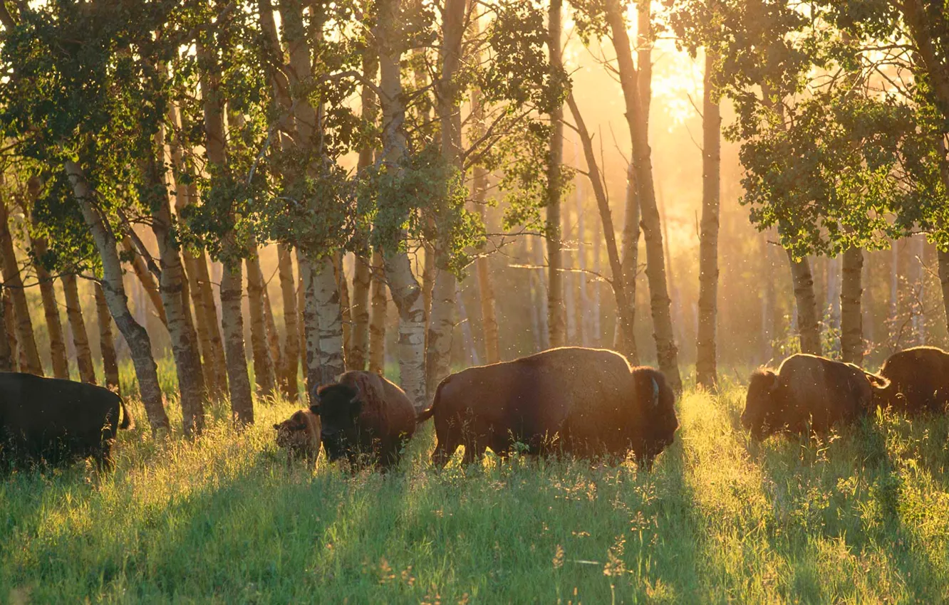 Фото обои лес, Канада, Альберта, бизоны, Elk Island National Park