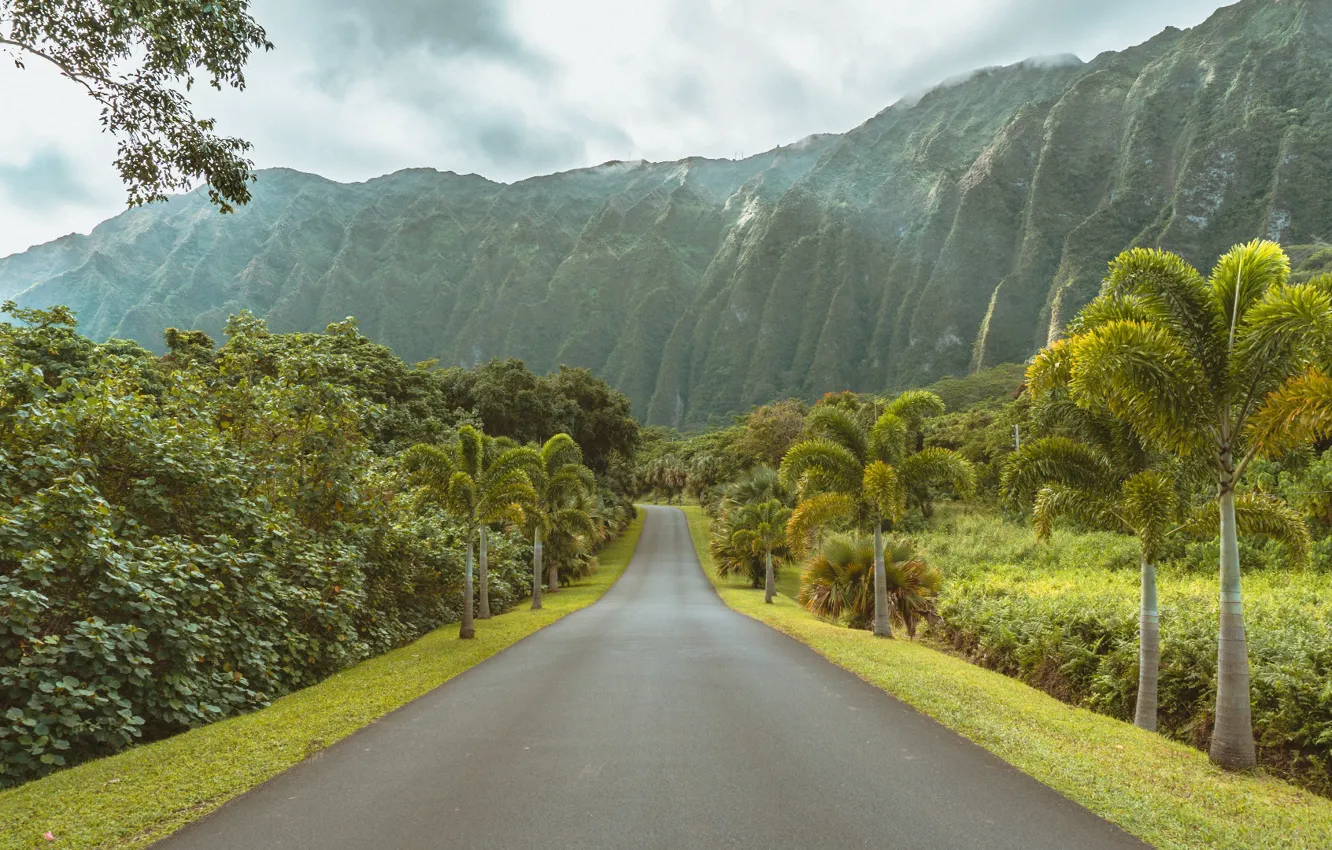 Фото обои USA, grass, road, sky, trees, landscape, Hawaii, nature