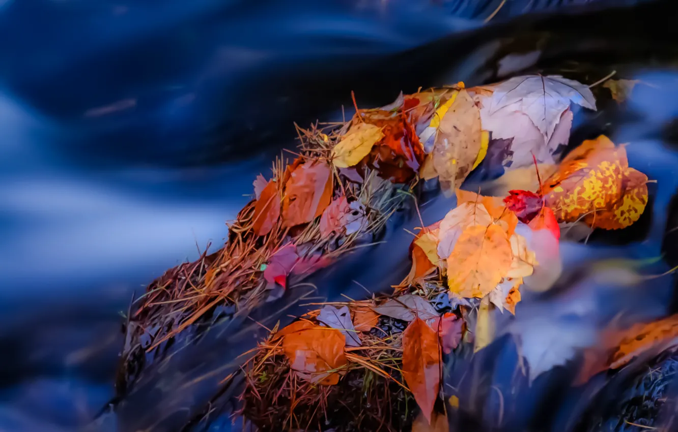 Фото обои осень, листья, река, ручей, камни, поток
