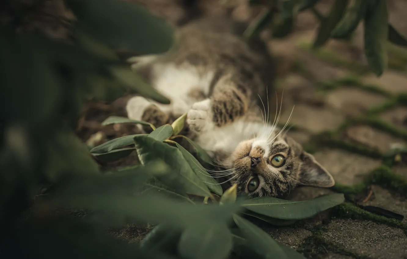 Фото обои кошка, взгляд, листья, котёнок, котейка
