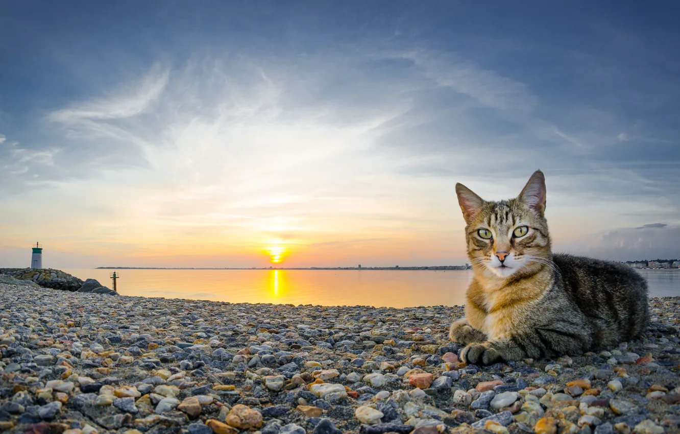 Фото обои кошка, небо, кот, вода, солнце, пейзаж, закат, природа