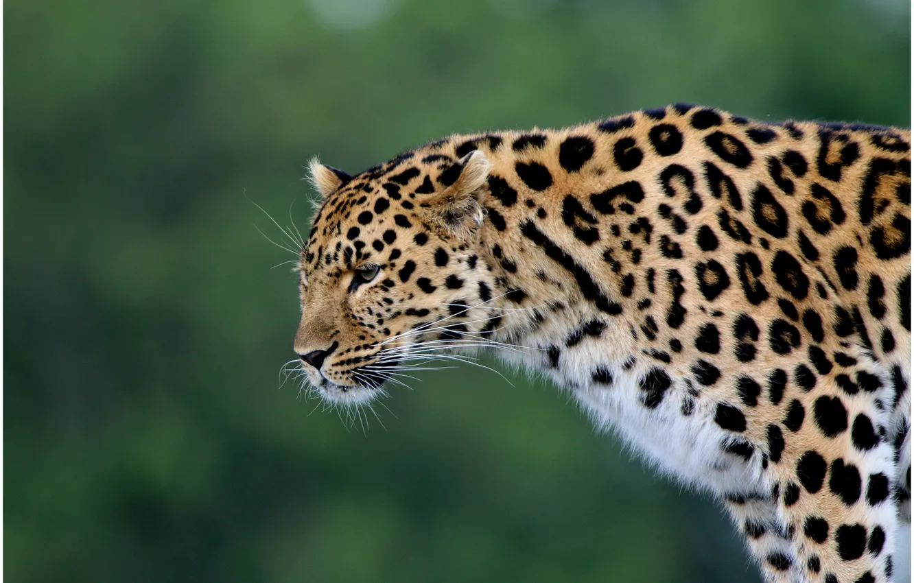 Фото обои хищник, леопард, дикая кошка