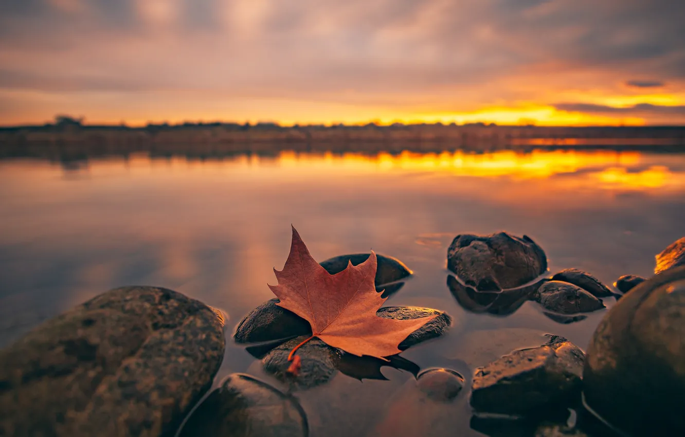 Фото обои вода, макро, закат, листок, клен