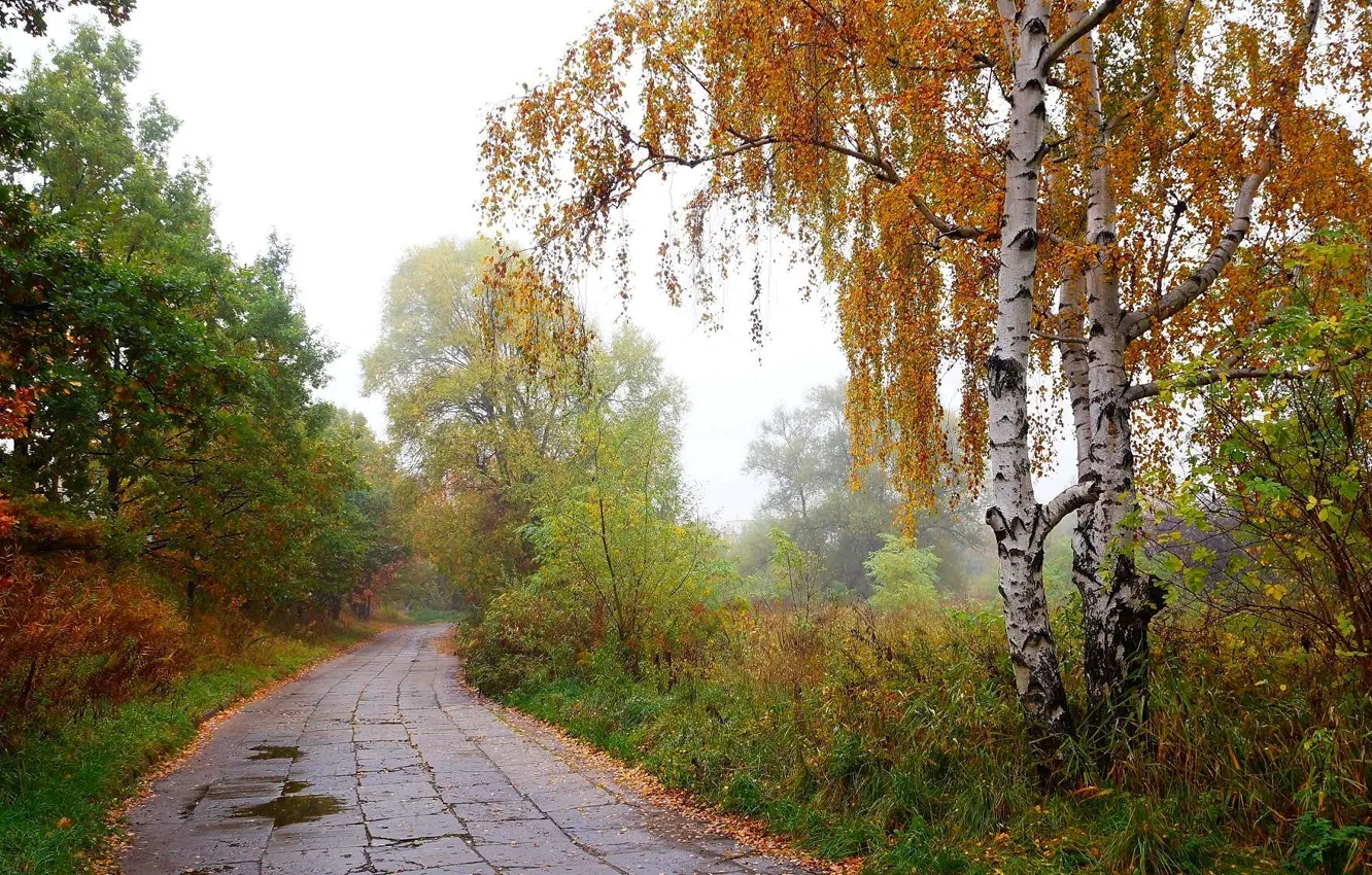 Фото обои road, autumn, tree