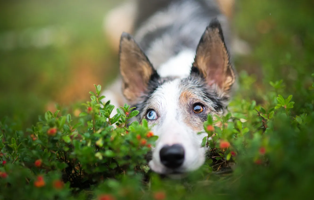 Фото обои глаза, взгляд, природа, ягоды, портрет, собака, милый, щенок