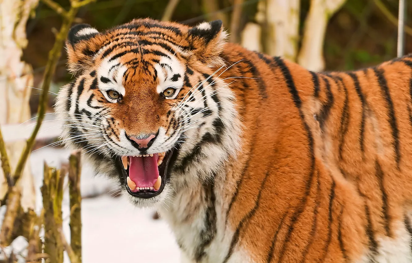 Фото обои усы, взгляд, морда, тигр, весело, оскал, амурский, amur tiger