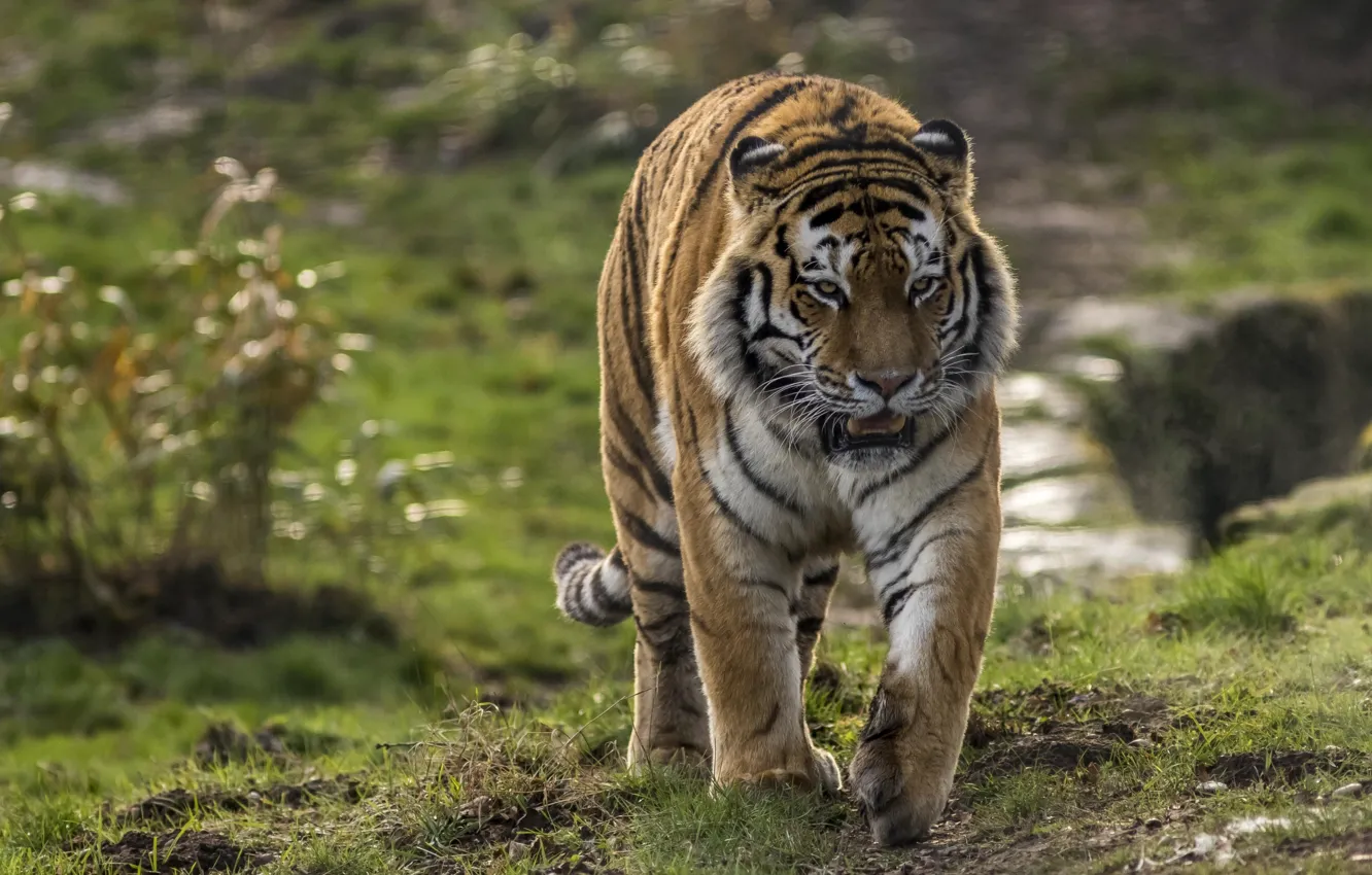 Фото обои тигр, сила, хищник, полосатый