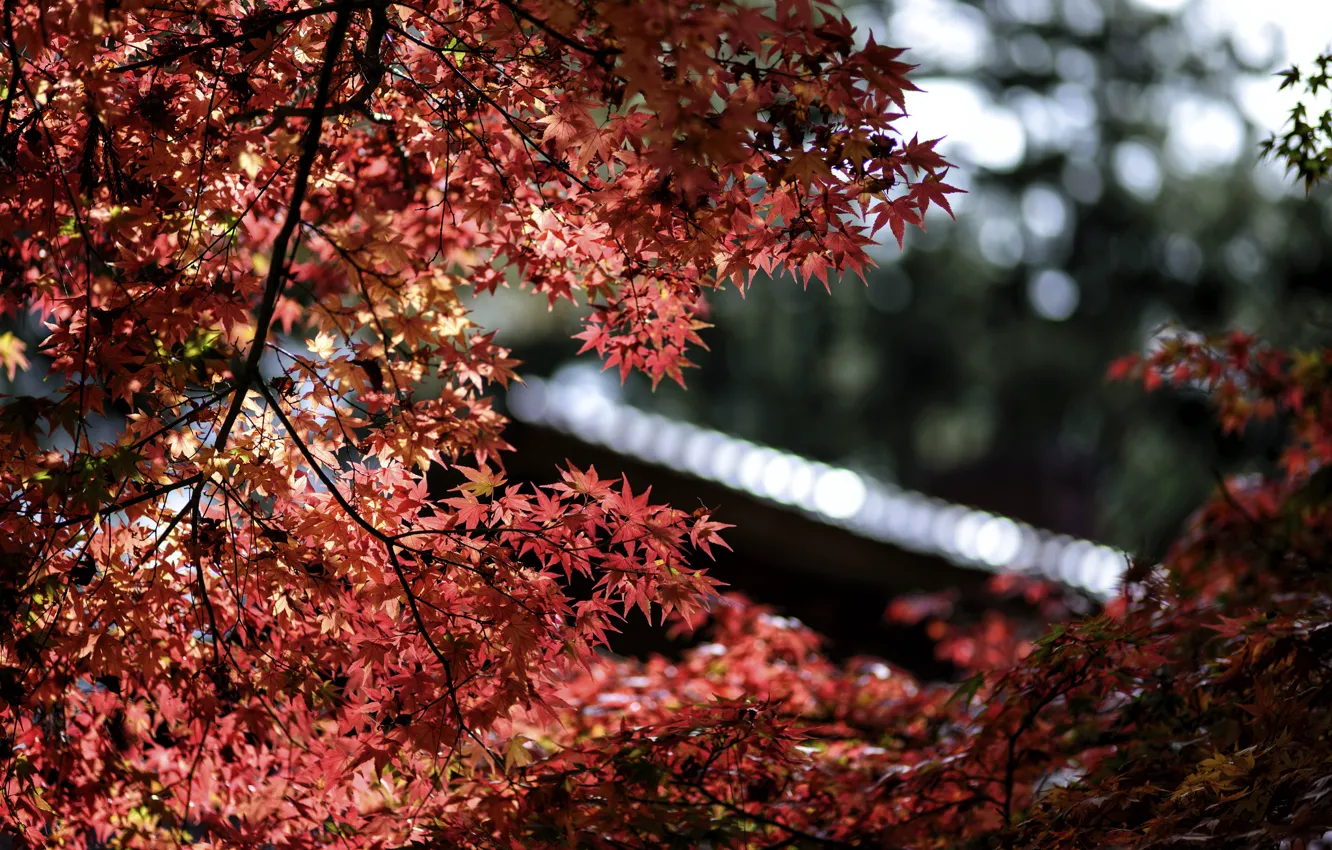 Фото обои листья, макро, блики, фокус, Дерево, размытость, красные, клен