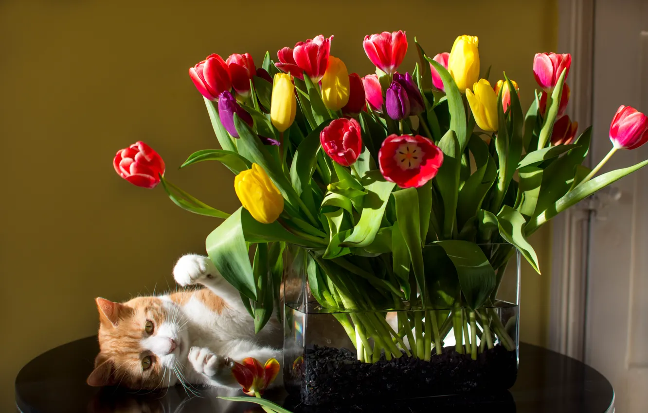 Фото обои кошка, кот, цветы, букет, тюльпаны, ваза