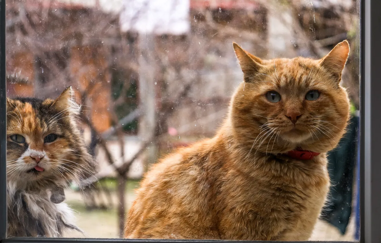 Фото обои язык, кошка, кот, взгляд, стекло, кошки, поза, окно