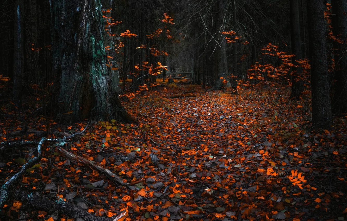 Фото обои ЛЕС, ДЕРЕВЬЯ, КОРА, ОСЕНЬ, ЛИСТВА, КОРНИ