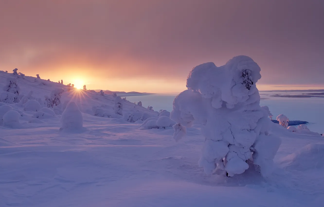 Фото обои зима, солнце, лучи, снег, деревья, пейзаж, природа, восход