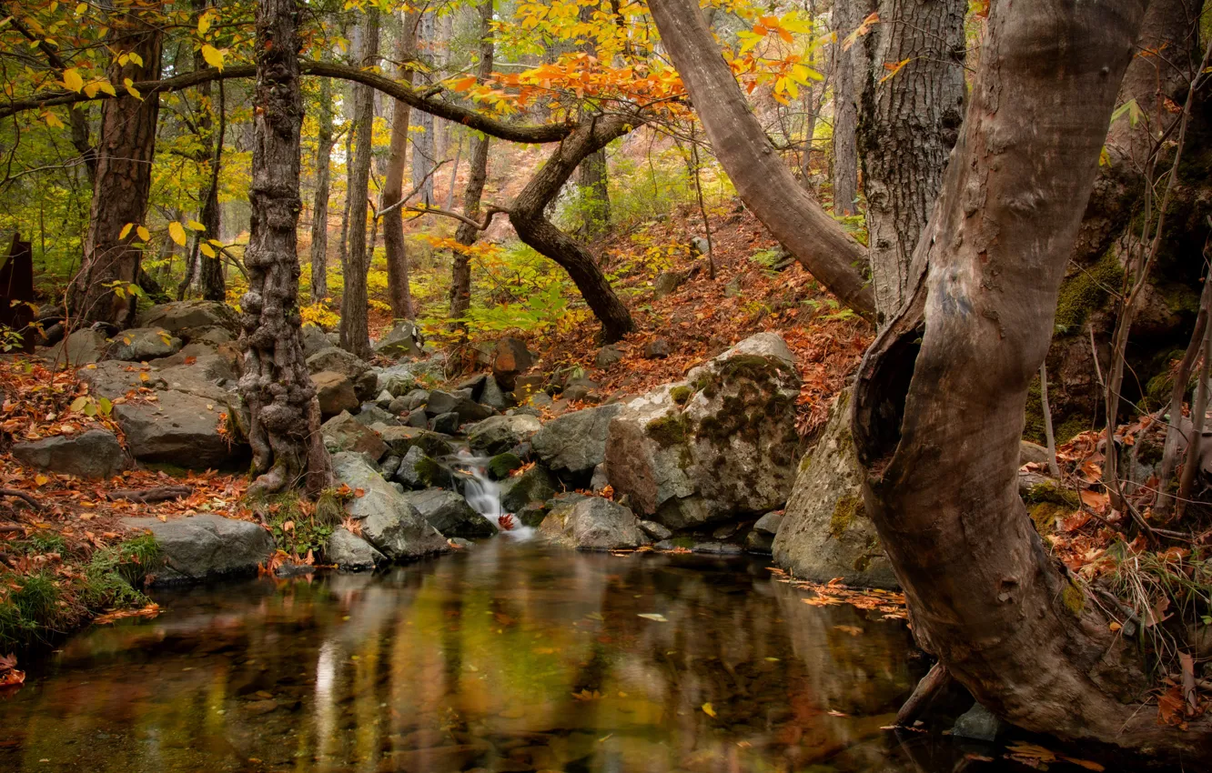 Фото обои осень, лес, вода, природа, ручей, камни