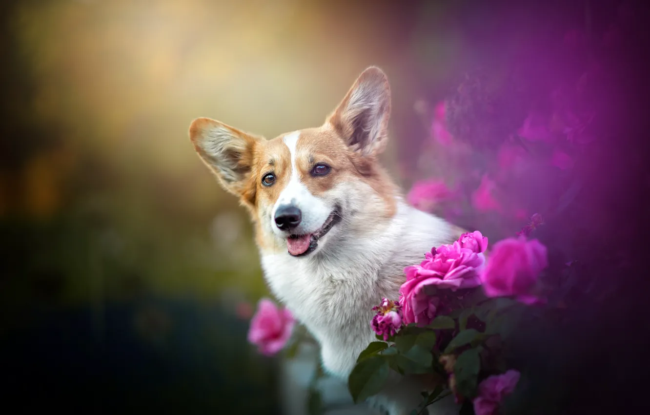 Фото обои цветы, розы, собака, мордашка, боке, Вельш-корги