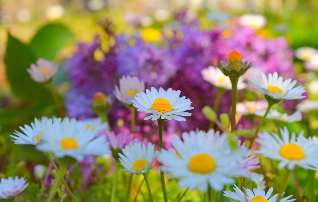 Фото обои Цветы, Весна, Flowers, Spring