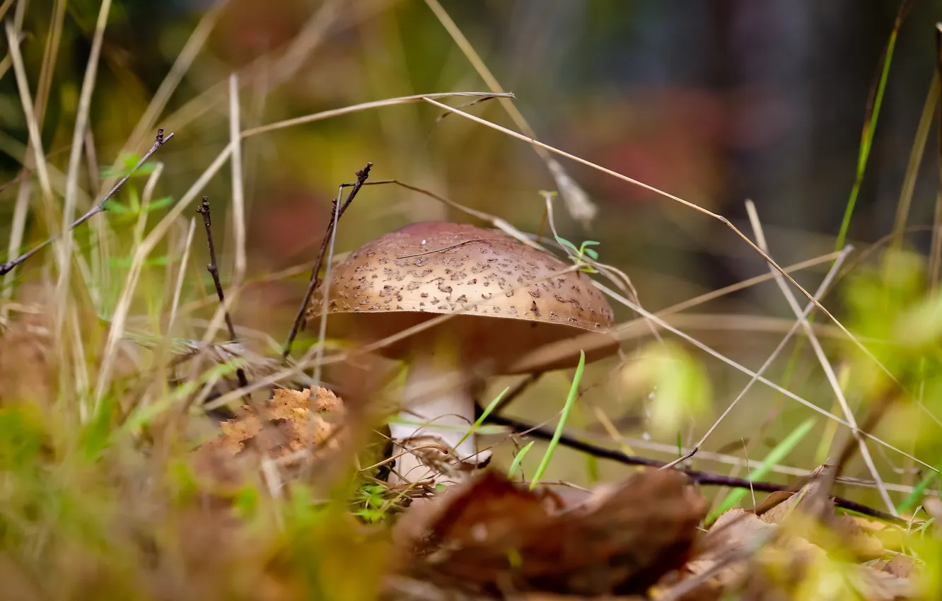 Фото обои осень, лес, природа, грибы, мухомор