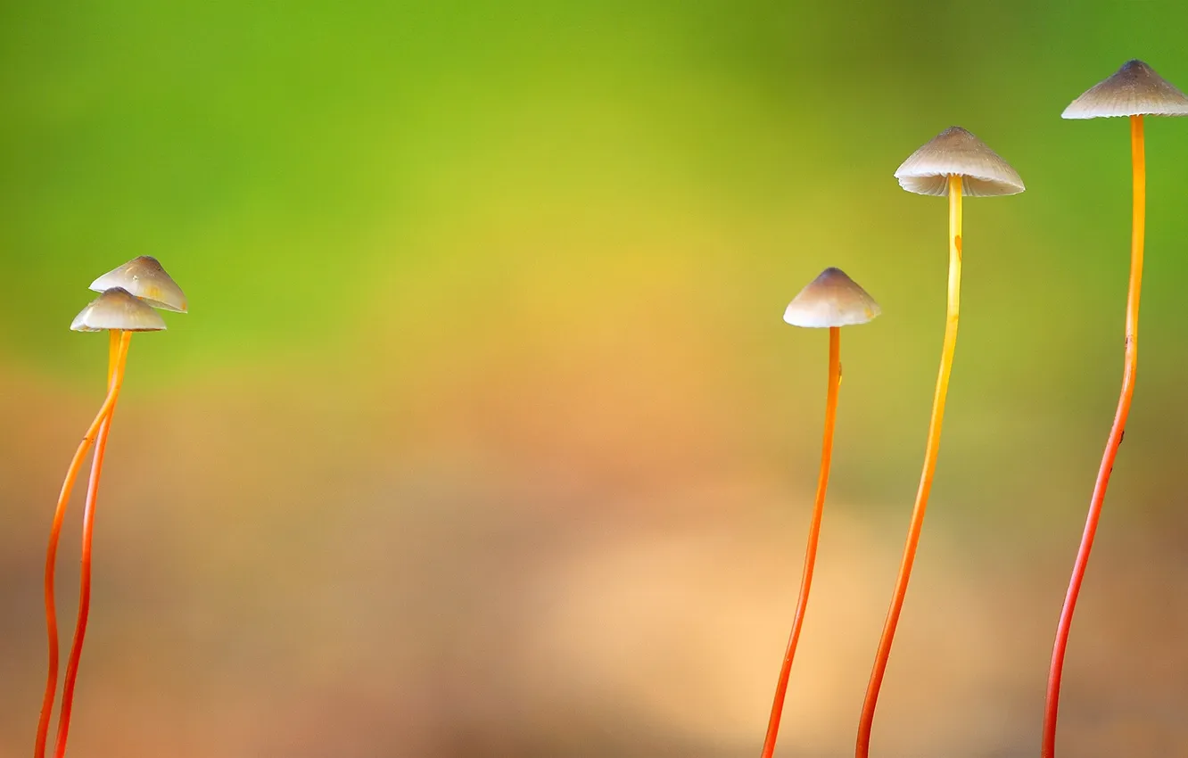 Фото обои природа, грибы, шляпка, ножка