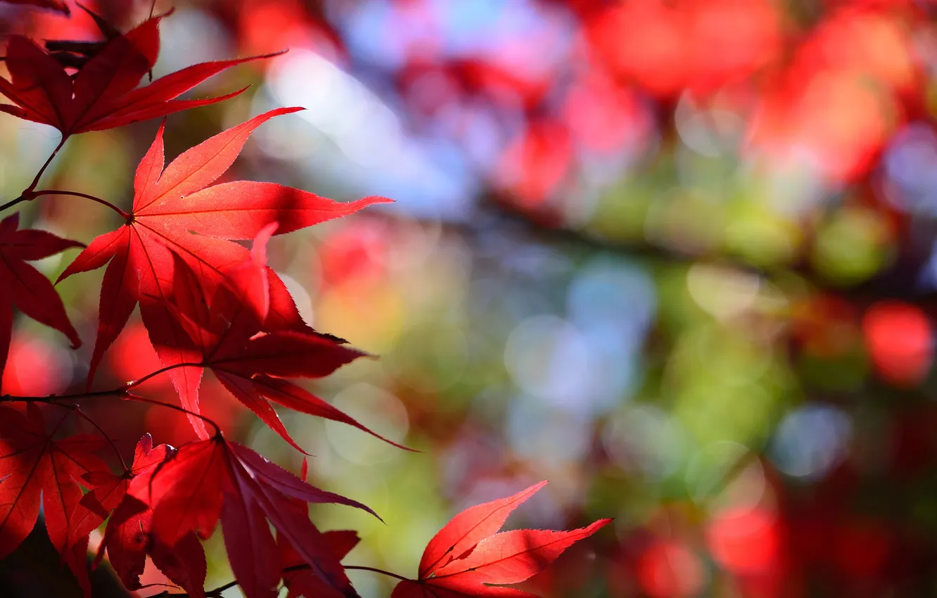 Фото обои осень, листья, макро, клен, багрянец