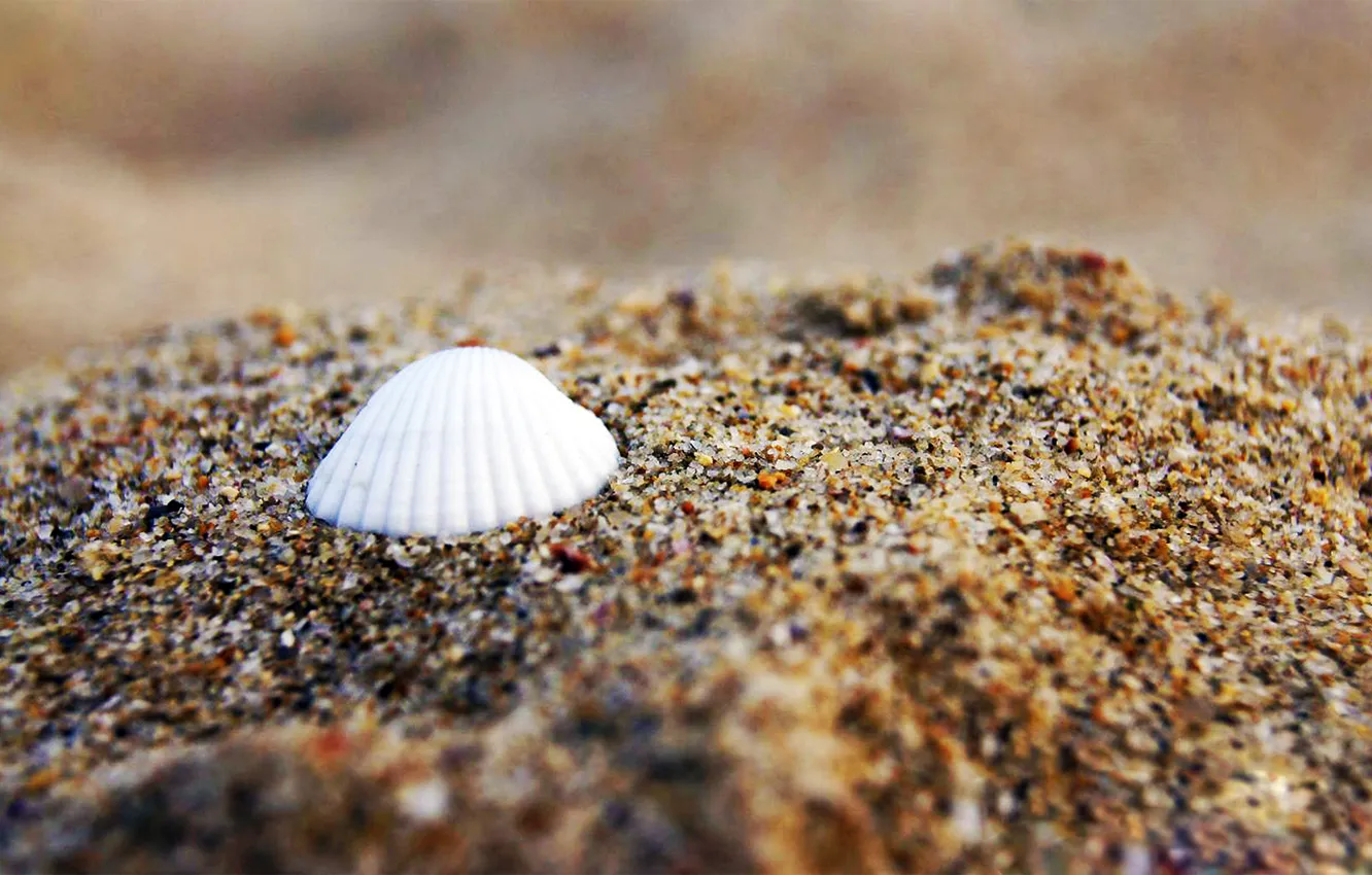 Фото обои песок, макро, ракушка, macro, sand, shell, venitomusic