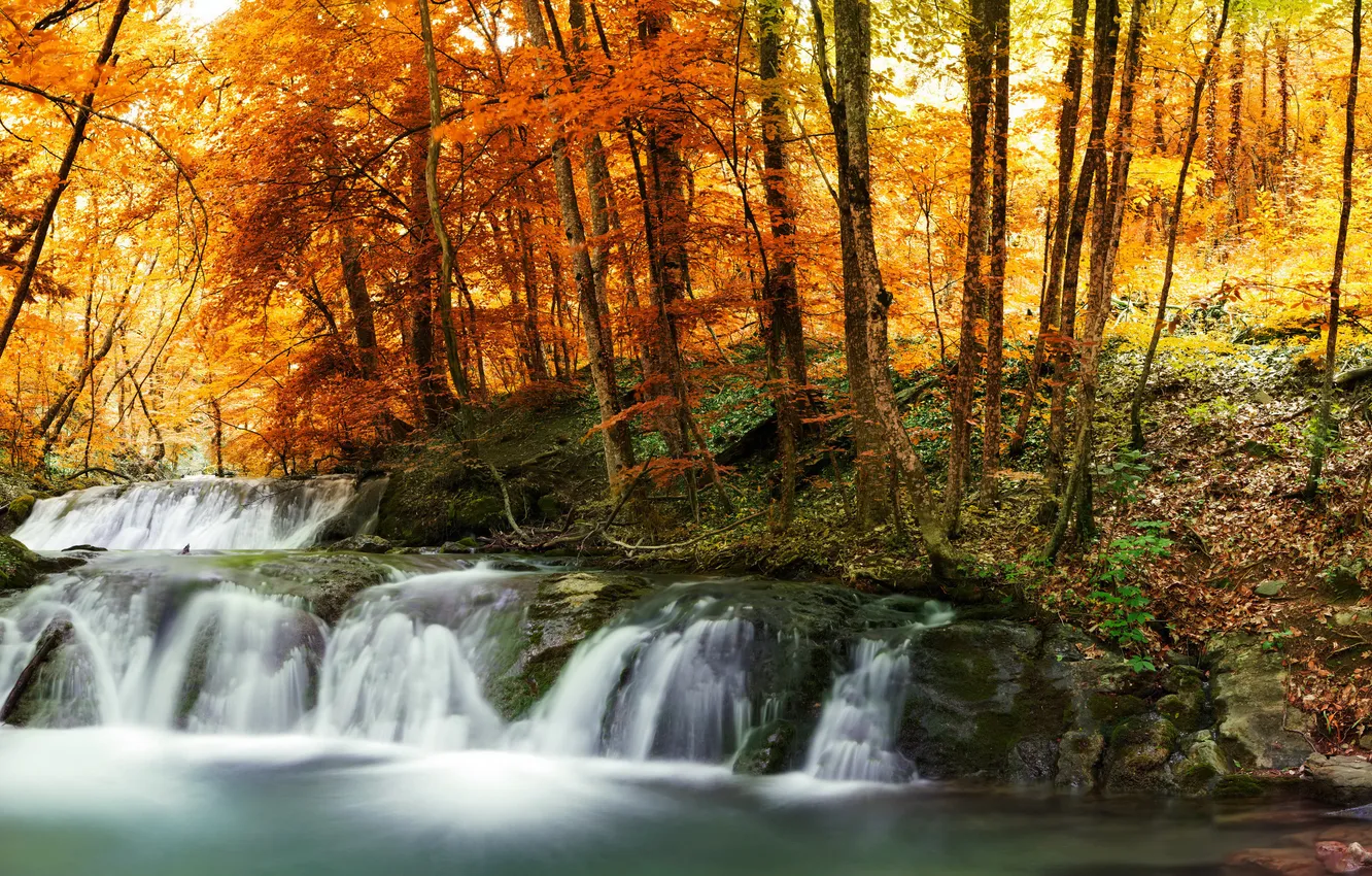 Фото обои осень, лес, листья, деревья, ручей, водопад, желтые