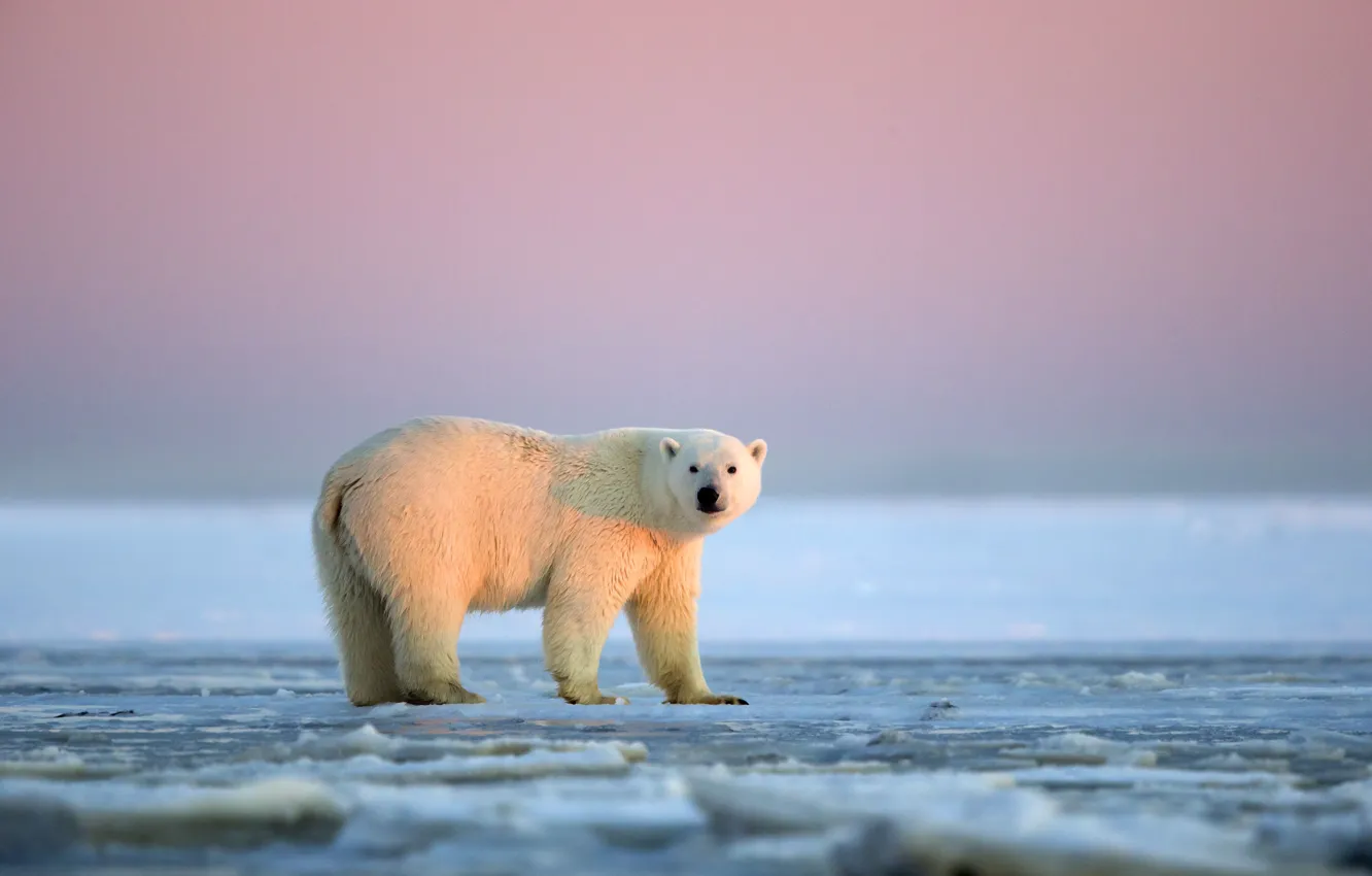 Фото обои закат, Аляска, Белая медведица, ледяная пустыня, Национальный Арктический заповедник