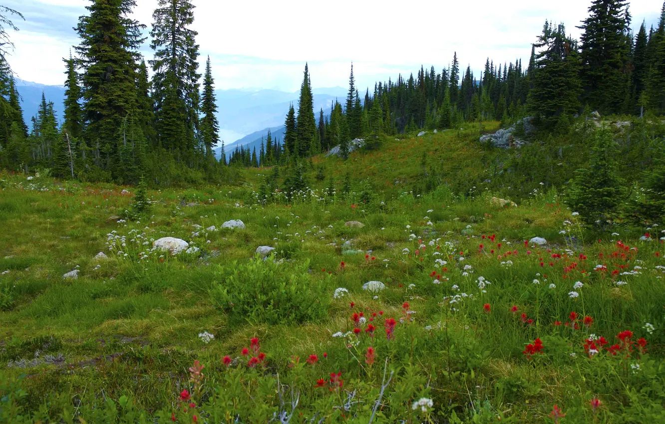 Фото обои лес, деревья, цветы, горы, камни, луг, Canada, British Columbia
