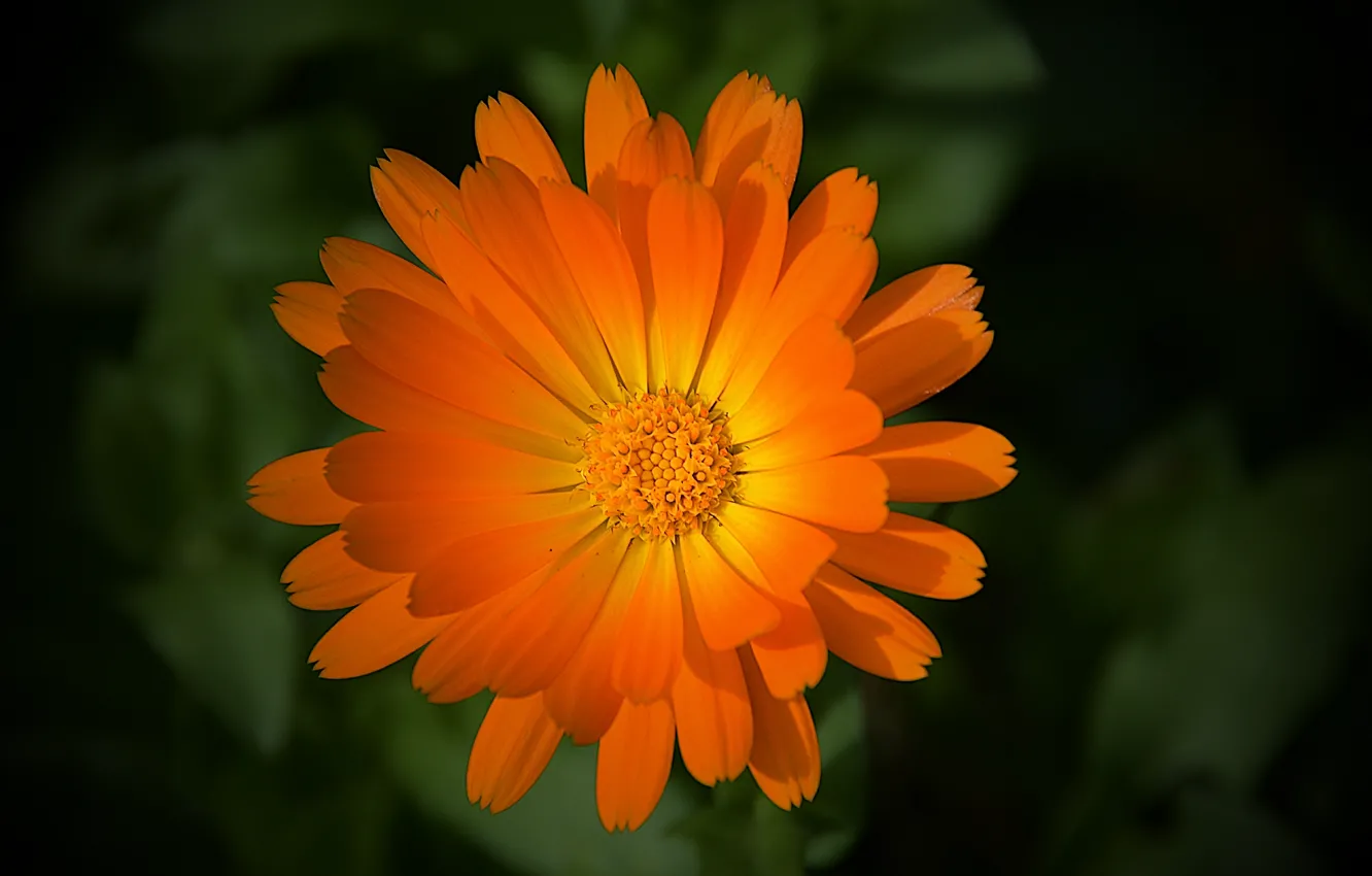 Фото обои макро, оранжевый, Цветок, flower, macro, orange