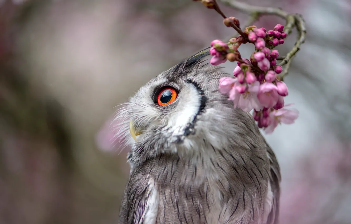 Фото обои глаза, взгляд, цветы, природа, серый, фон, сова, птица