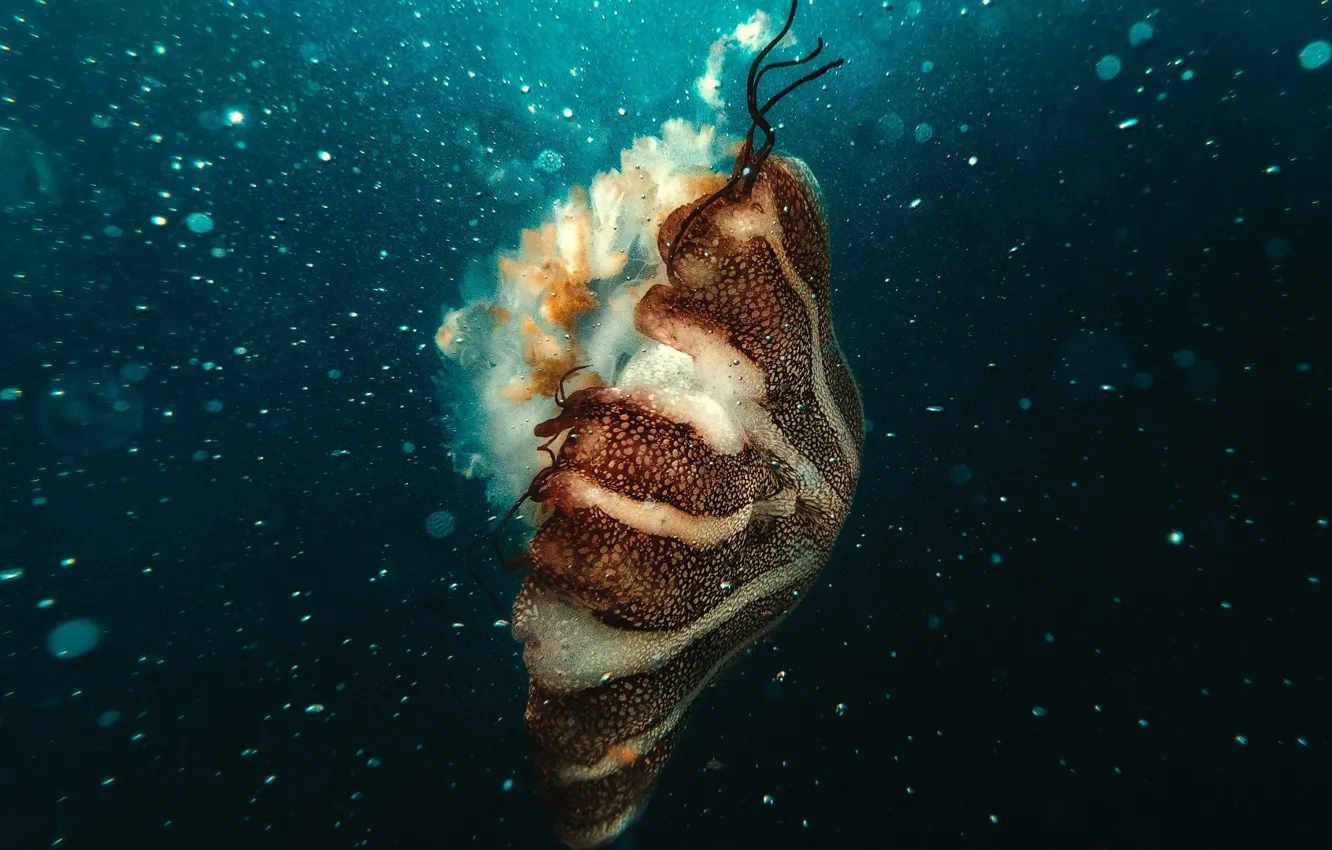 Фото обои underwater, ocean, jellyfish, bubles