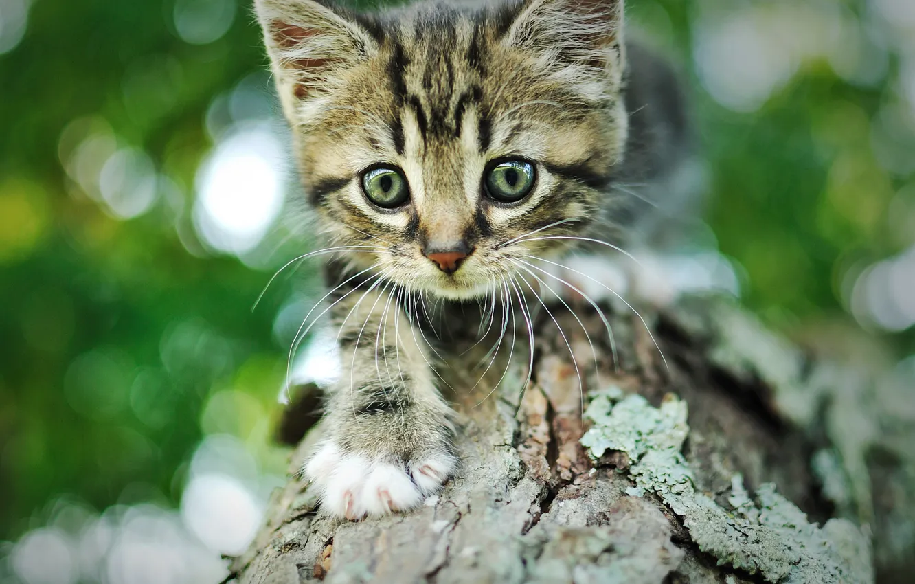 Фото обои кот, серый, дерево, Котенок, мордочка, кора, полосатый, боке
