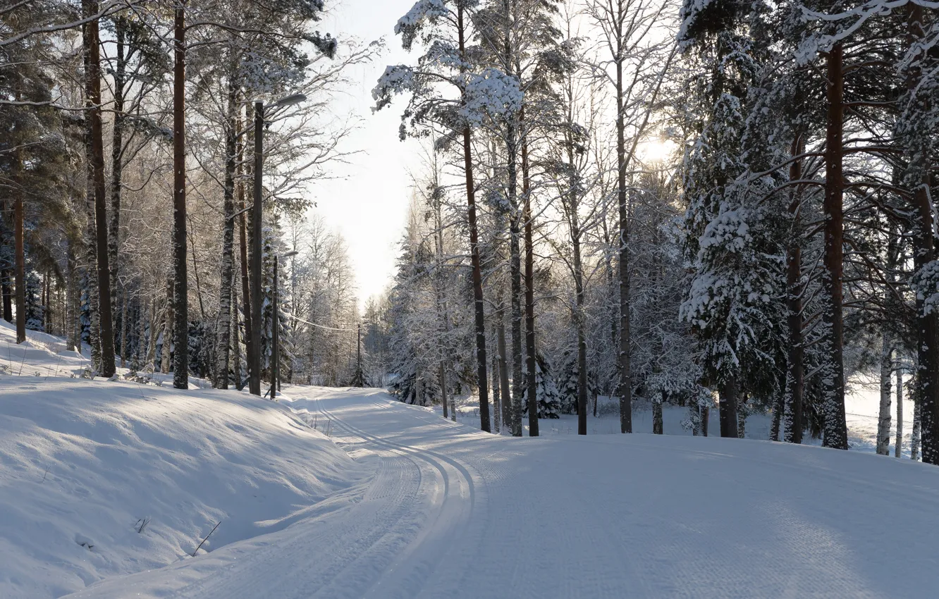 Фото обои зима, дорога, лес, солнце, свет, снег, ветки, следы