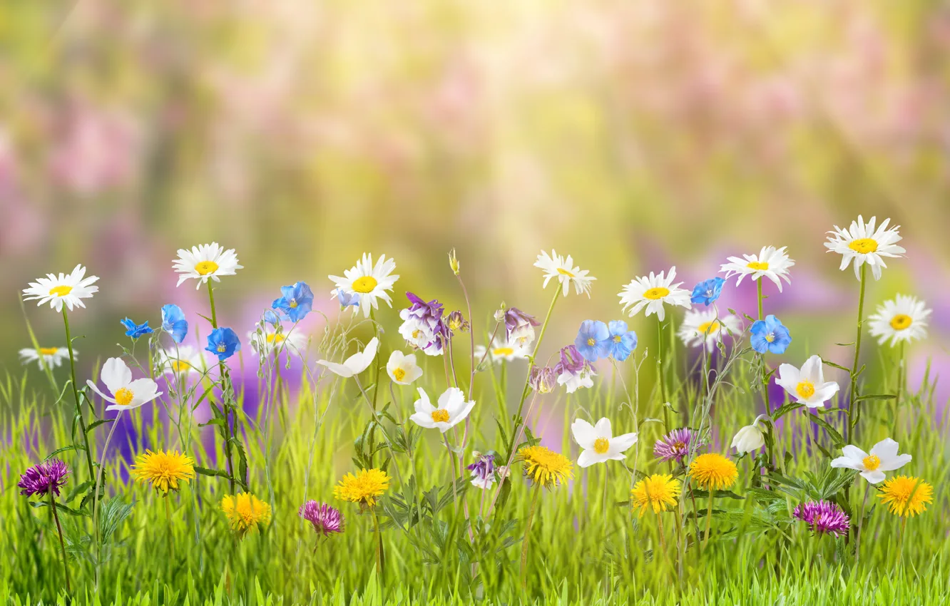 Фото обои лето, трава, цветы, природа, блики, ромашки, одуванчики, лучи солнца