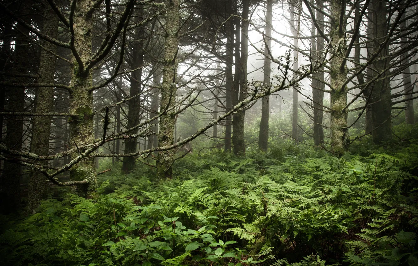 Фото обои лес, деревья, природа, США, North Carolina, Mt. Mitchell State Park